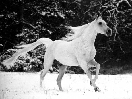 White_Horse.jpg