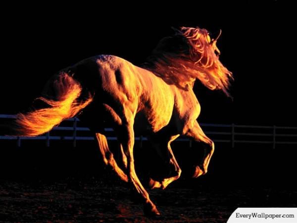Horse_8.jpg