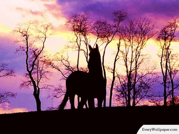 Horse_40.jpg