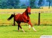 Horse_38.jpg
