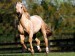 800-Romeo_Quarter_Horse.jpg