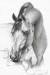 Arabian_Horse_by_CaldeiraSP.jpg