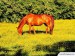 Horse_3.jpg